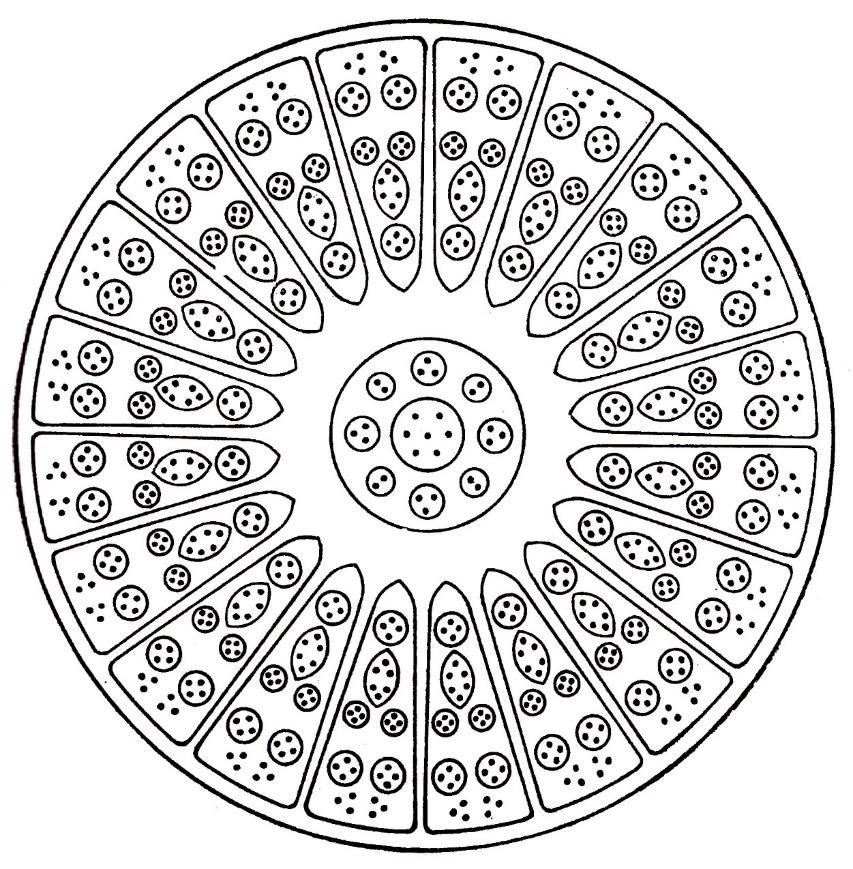 Planche 16 – Praeseodymium centre Ce667 59Pr