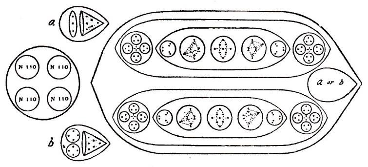 Planche 176 – Isotope