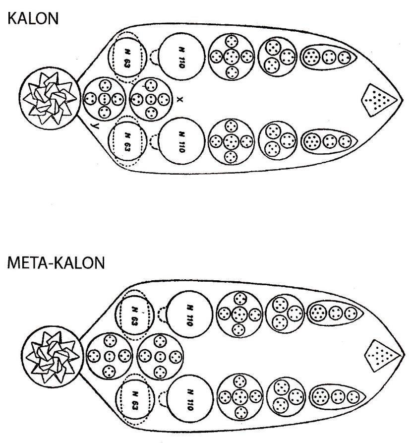 Planche 191 – Kalon et Méta-Kalon