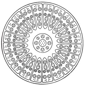 Planche 16 – Praeseodymium centre Ce667 59Pr