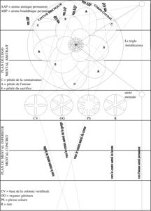 DIAGRAMME IX : LE LOTUS EGOIQUE