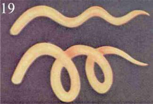 Figure 19 – Volonté de savoir
