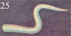 Figure 25 – Jalousie