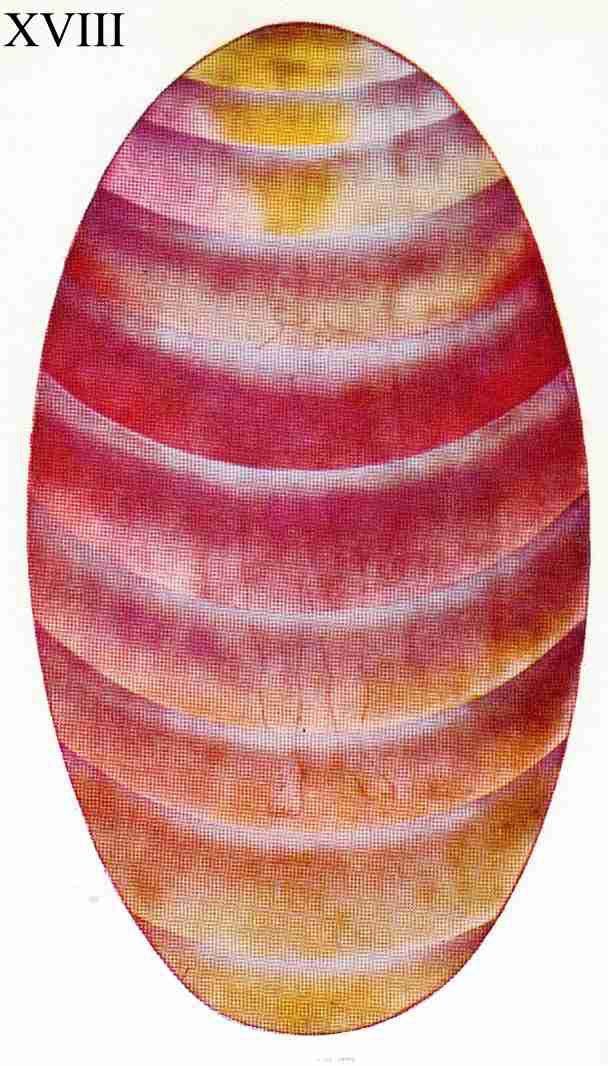 Figure 18 – Corps astral coloré par un abattement profond