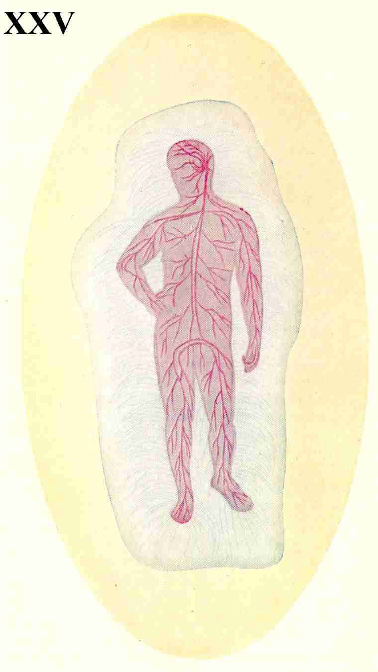 Figure 25 – L'aura de Santé d'un corps malade
