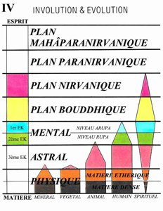 Figure 4 – Involution et Evolution