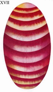 Figure 17 – Corps astral coloré d'une avarice caractérisée