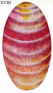 Figure 18 – Corps astral coloré par un abattement profond