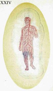 Figure 24 – L'aura de Santé d'un corps sain