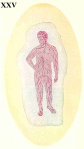 Figure 25 – L'aura de Santé d'un corps malade
