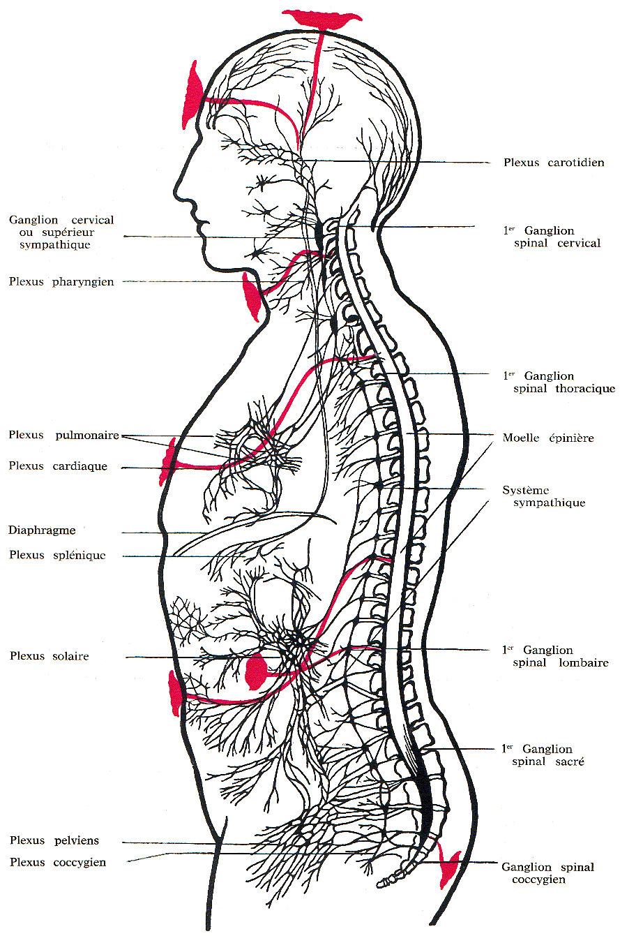 FIGURE. 2. – LES CHAKRAS ET LE SYSTEME NERVEUX