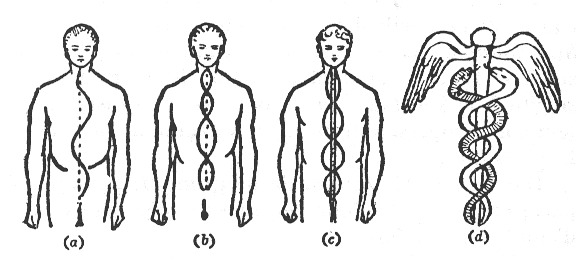FIGURE. 14. – LES CANAUX DE L'ÉPINE DORSALE
