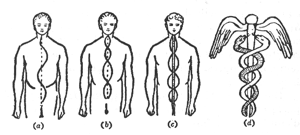 FIGURE. 14. – LES CANAUX DE L'ÉPINE DORSALE