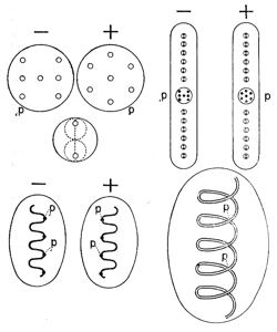 FIGURE. 18. – COMPOSITION DE L'OXYGÈNE