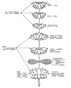 La réflexion de la Triade Spirituelle dans la personnalité est complète quand le Centre Ajna est entièrement contrôlé par l'âme